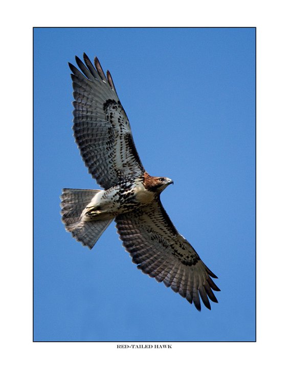 _0SB8045 red-tailed hawk a85x11.jpg - 8045 Red-tailed Hawk